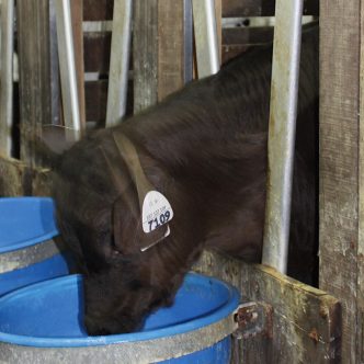 Les deux tiers des veaux observés à la ferme dans le cadre du projet de recherche n’avaient pas d’accès à l’eau. Photo : Archives / TCN