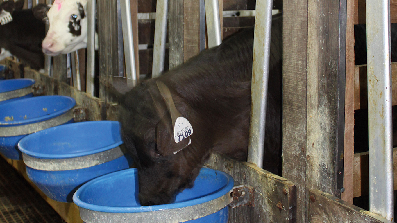 Les deux tiers des veaux observés à la ferme dans le cadre du projet de recherche n’avaient pas d’accès à l’eau. Photo : Archives / TCN