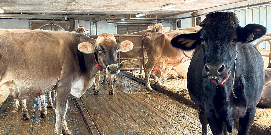 Par leur couleur noire, on remarque tout de suite les quelques vaches croisées Suisse brune et Holstein à la ferme.