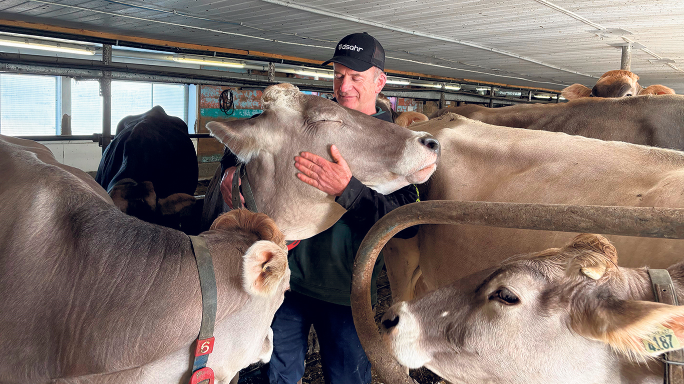 Les Suisses brunes du producteur Hans Schweizer sont très affectueuses et calmes, ce qui facilite la gestion de troupeau en stabulation libre. Photos : Caroline Morneau/TCN