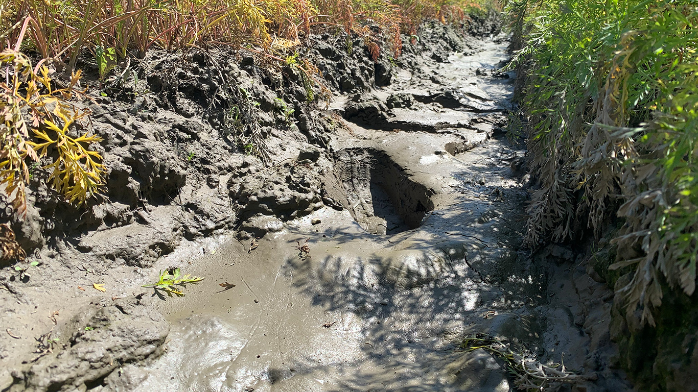 Pour être admissibles, les entreprises devront notamment démontrer qu’elles ont assumé des coûts exceptionnels, au-delà de leur capacité, liés aux excès de pluie de 2023, qui ont malmené leurs cultures. Photo : Archives TCN/Caroline Morneau