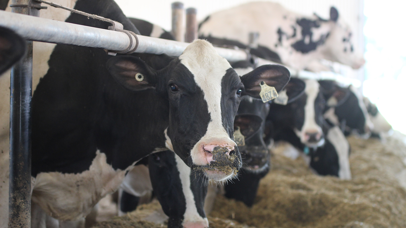 La CCL considère que les gains de productivité à la ferme et la baisse du coût de certains intrants « ont contribué à équilibrer les coûts de production dans leur ensemble ». Crédit : Caroline Morneau/TCN