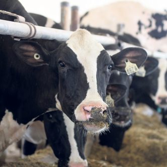 Le 1er novembre, la Commission canadienne du lait a annoncé que le prix du lait à la ferme, au 1er février, sera abaissé légèrement de 0,023 7 %, soit l’équivalent de 0,02 $ l’hectolitre. Photo : Caroline Morneau/TCN