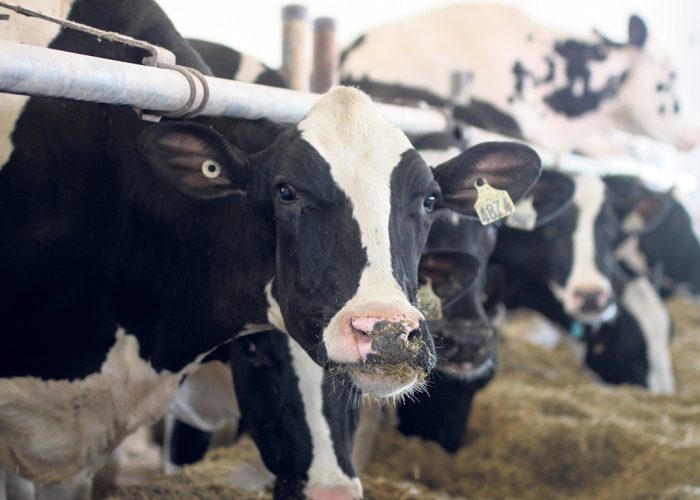 Le 1er novembre, la Commission canadienne du lait a annoncé que le prix du lait à la ferme, au 1er février, sera abaissé légèrement de 0,023 7 %, soit l’équivalent de 0,02 $ l’hectolitre. Photo : Caroline Morneau/TCN