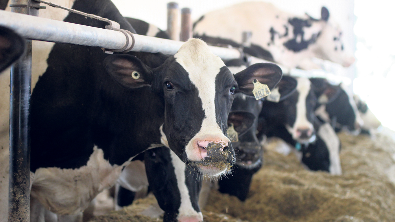 Le 1er novembre, la Commission canadienne du lait a annoncé que le prix du lait à la ferme, au 1er février, sera abaissé légèrement de 0,023 7 %, soit l’équivalent de 0,02 $ l’hectolitre. Photo : Caroline Morneau/TCN