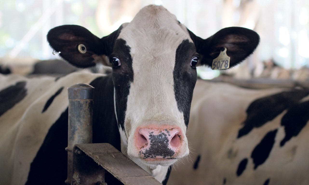 Les bovins ont une vision périphérique très développée, mais une vision limitée juste derrière eux, ce qui rend inutile, voire contre-productif, de se placer directement dans leur dos pour les faire avancer. Photo : Caroline Morneau/Archives TCN