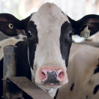 Les bovins ont une vision périphérique très développée, mais une vision limitée juste derrière eux, ce qui rend inutile, voire contre-productif, de se placer directement dans leur dos pour les faire avancer. Photo : Caroline Morneau/Archives TCN