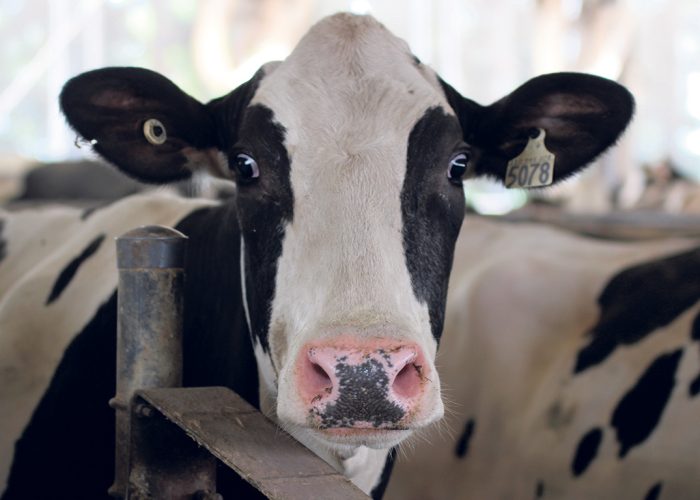 Les bovins ont une vision périphérique très développée, mais une vision limitée juste derrière eux, ce qui rend inutile, voire contre-productif, de se placer directement dans leur dos pour les faire avancer. Photo : Caroline Morneau/Archives TCN