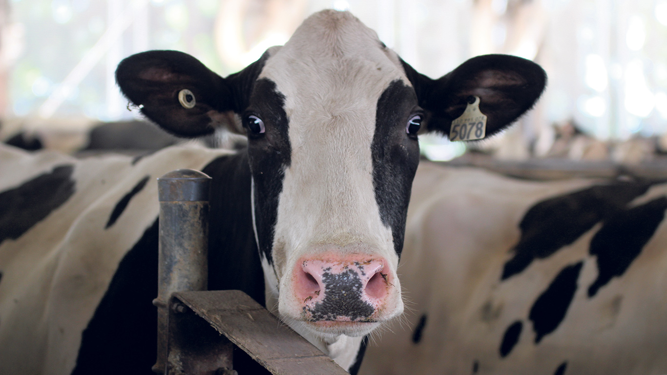 Les bovins ont une vision périphérique très développée, mais une vision limitée juste derrière eux, ce qui rend inutile, voire contre-productif, de se placer directement dans leur dos pour les faire avancer. Photo : Caroline Morneau/Archives TCN