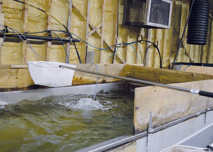 Les fermes aquacoles disent se faire mettre plusieurs bâtons dans les roues quand elles veulent croître. Photo : Archives/TCN