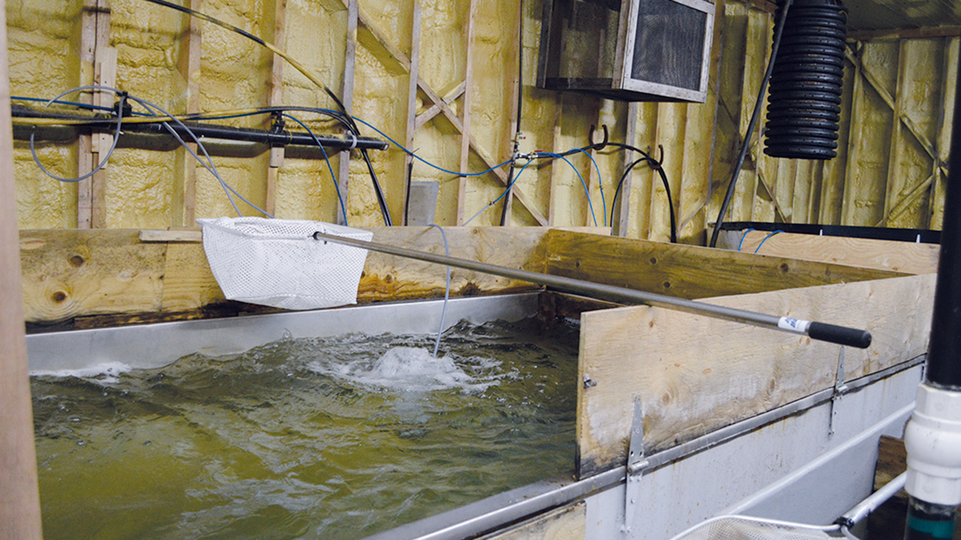 Les fermes aquacoles disent se faire mettre plusieurs bâtons dans les roues quand elles veulent croître. Photo : Archives/TCN