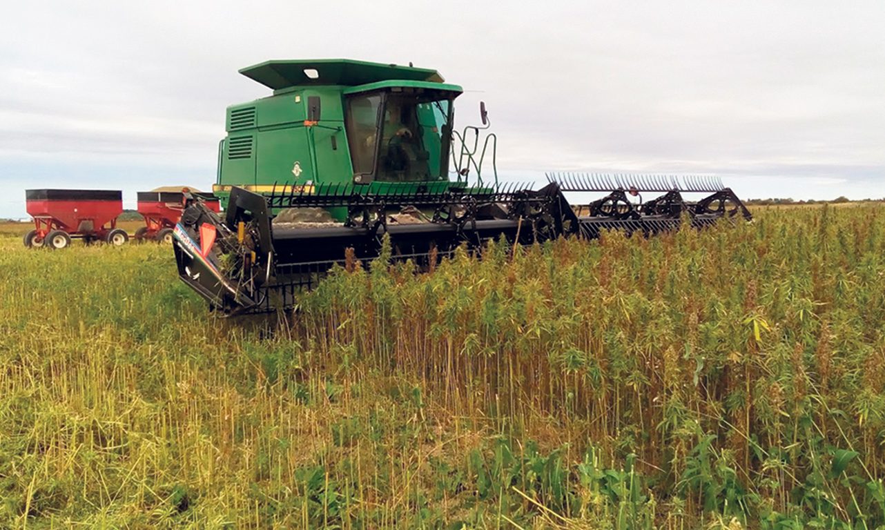 L’Office canadien de promotion et de recherche pour le chanvre industriel fonctionnera de façon autonome avec son propre conseil d’administration, mais sera supervisé par le Conseil des produits agricoles du Canada. Photo : Gracieuseté de la Ferme Tournevent