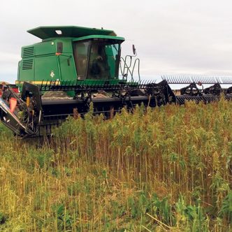 L’Office canadien de promotion et de recherche pour le chanvre industriel fonctionnera de façon autonome avec son propre conseil d’administration, mais sera supervisé par le Conseil des produits agricoles du Canada. Photo : Gracieuseté de la Ferme Tournevent