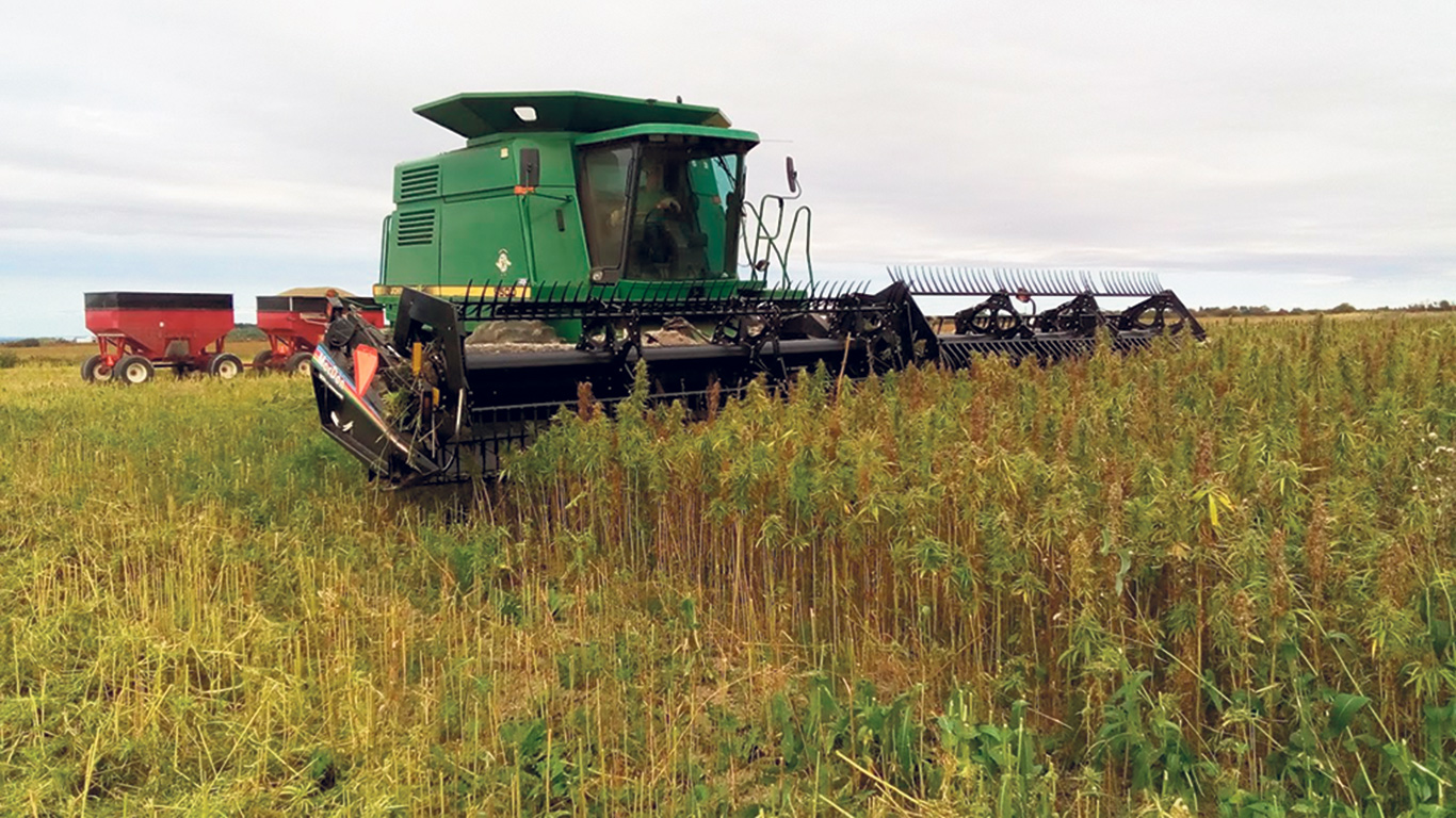 L’Office canadien de promotion et de recherche pour le chanvre industriel fonctionnera de façon autonome avec son propre conseil d’administration, mais sera supervisé par le Conseil des produits agricoles du Canada. Photo : Gracieuseté de la Ferme Tournevent