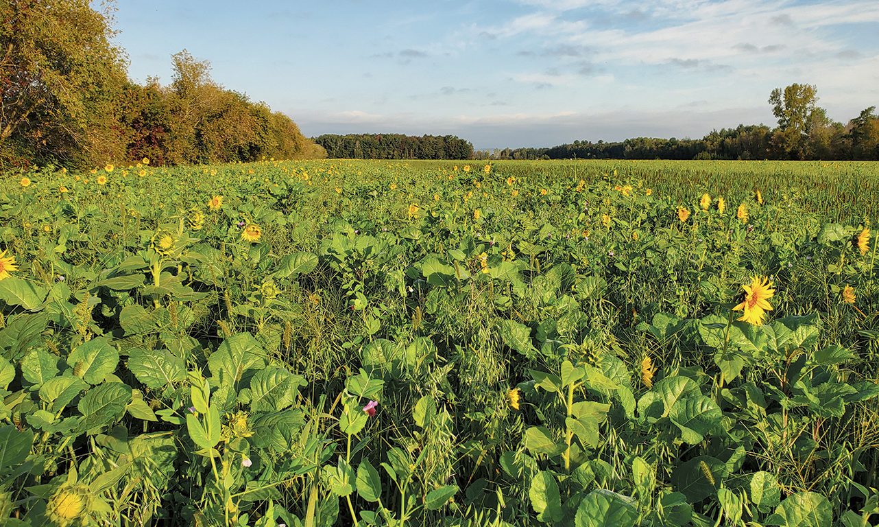 Aperçu d’un engrais vert semé après la récolte de pois à la Ferme Samuc, à Saint-Ambroise dans Lanaudière. Photos: Gracieuseté du CETAB+