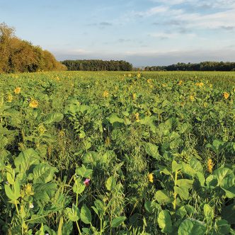 Aperçu d’un engrais vert semé après la récolte de pois à la Ferme Samuc, à Saint-Ambroise dans Lanaudière. Photos: Gracieuseté du CETAB+