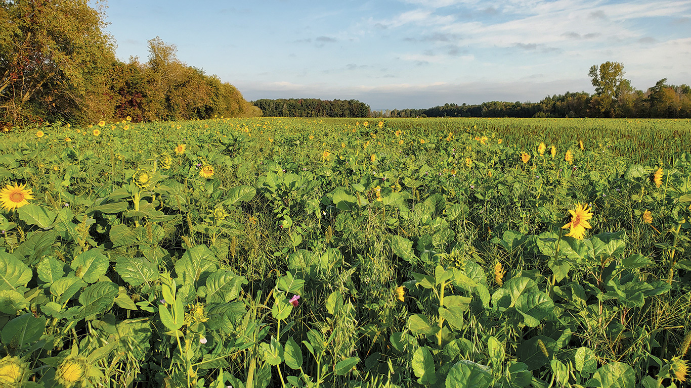 Aperçu d’un engrais vert semé après la récolte de pois à la Ferme Samuc, à Saint-Ambroise dans Lanaudière. Photos: Gracieuseté du CETAB+