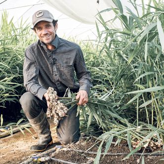 La Ferme Chapeau Melon se distingue en commercialisant des plants de gingembre bio, selon le propriétaire, François Biron. Photo : Gracieuseté de la ferme Chapeau Melon – FADQ