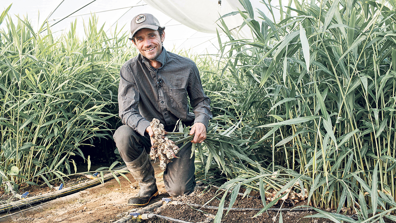 La Ferme Chapeau Melon se distingue en commercialisant des plants de gingembre bio, selon le propriétaire, François Biron. Photo : Gracieuseté de la ferme Chapeau Melon – FADQ