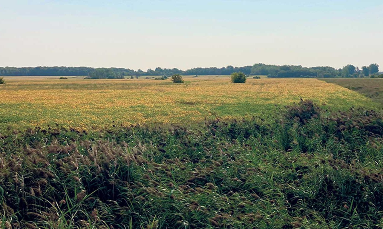 La terre nouvellement acquise par la Fiducie UPA-Fondaction est située à la rencontre des municipalités de Saint-Bruno-de-Montarville, de Varennes et de Sainte-Julie, en banlieue de Montréal. Photo : Gracieuseté de la Fiducie UPA-Fondaction