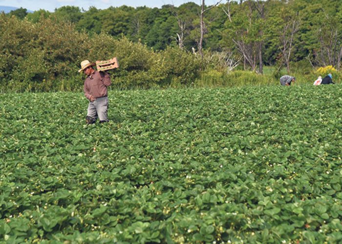 Des images de travailleurs étrangers dans les champs sont souvent utilisées dans les médias pour illustrer le sujet de l’immigration temporaire. Photo : Archives/TCN