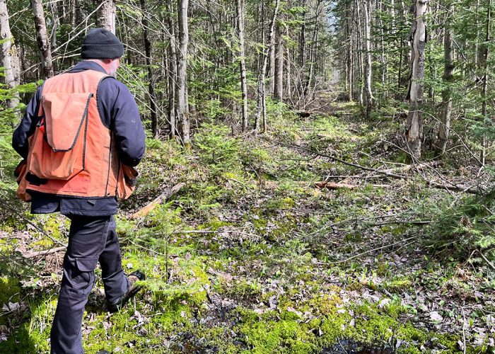 Les producteurs forestiers québécois accusent le gouvernement québécois de favoriser la forêt publique au détriment de la forêt privée. Photo : Martin Ménard/Archives TCN