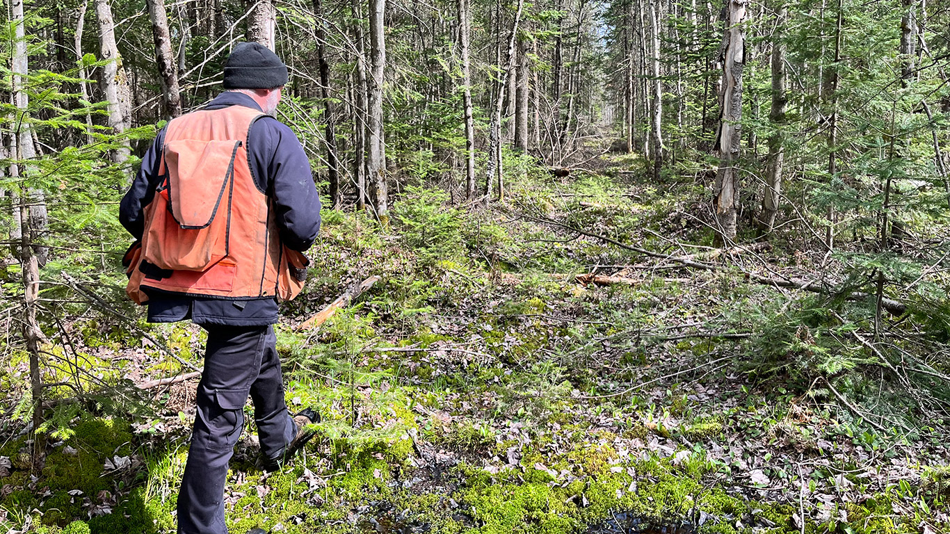 Les producteurs forestiers québécois accusent le gouvernement québécois de favoriser la forêt publique au détriment de la forêt privée. Photo : Martin Ménard/Archives TCN