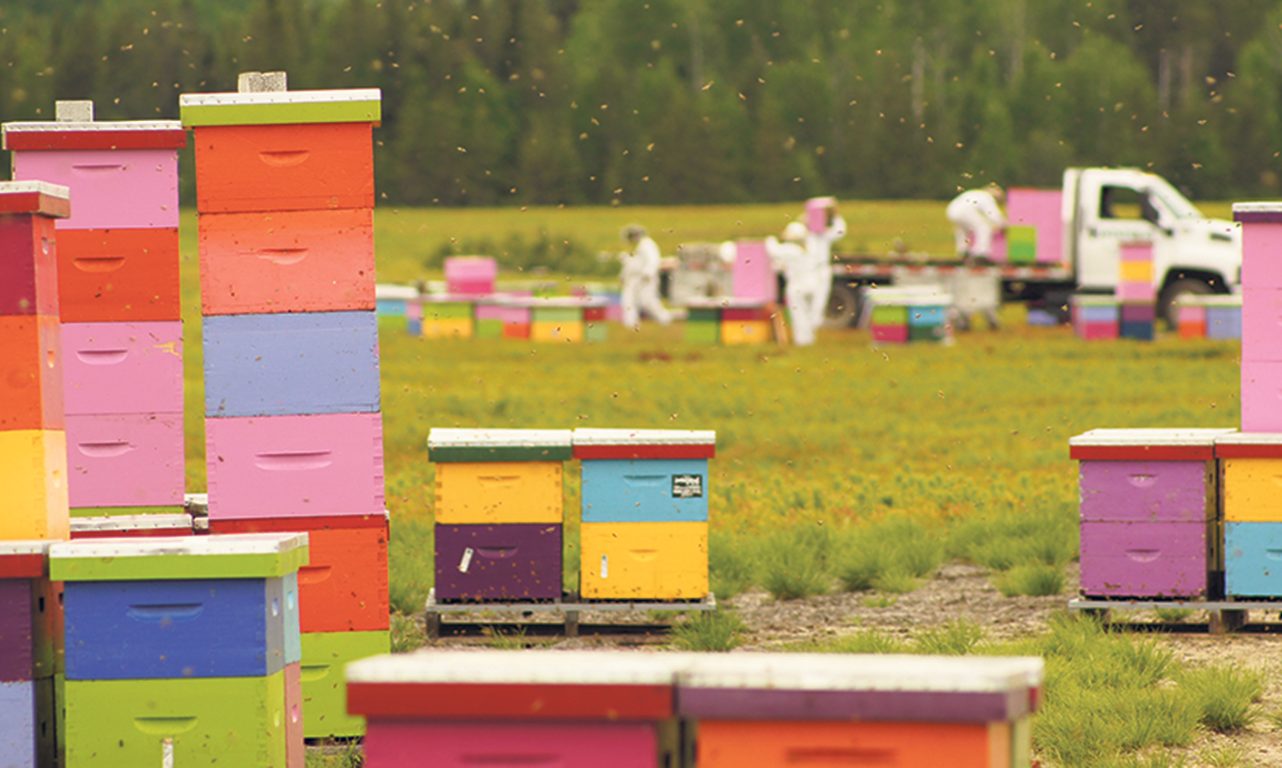 Les températures plus chaudes cet automne ont eu un effet sur les abeilles qui sont restées actives plus longtemps en novembre. Photo : Gracieuseté d’Intermiel