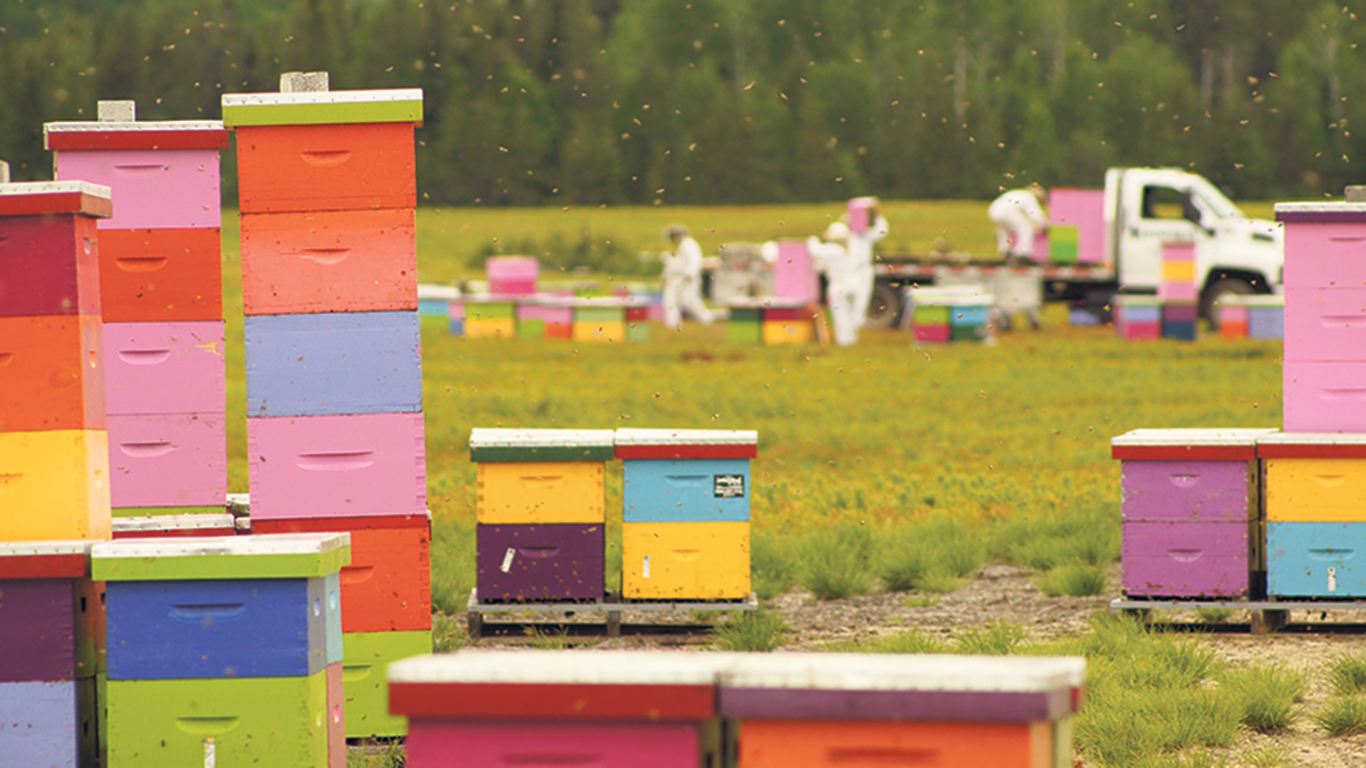 Les températures plus chaudes cet automne ont eu un effet sur les abeilles qui sont restées actives plus longtemps en novembre. Photo : Gracieuseté d’Intermiel