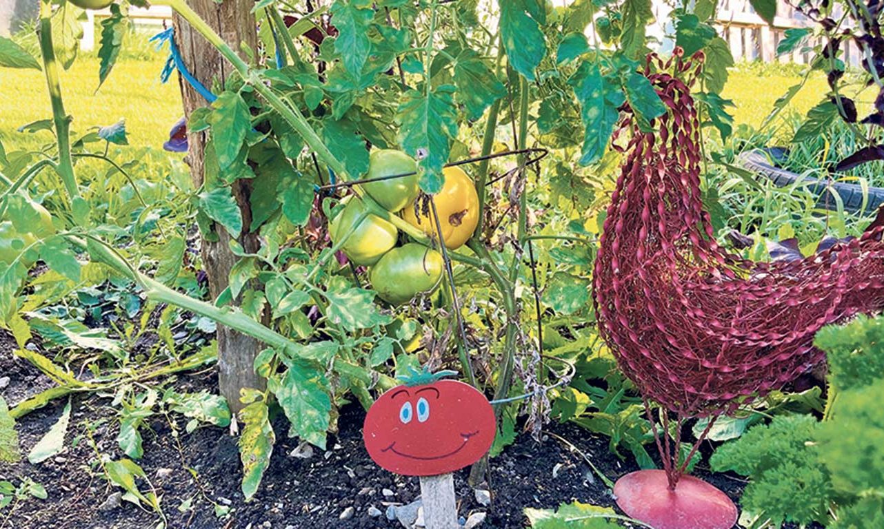 Thérèse la tomate embellit le jardin de la famille de James Côté à Saint-Romain. Photos : Gracieuseté d’Amélie Isabel