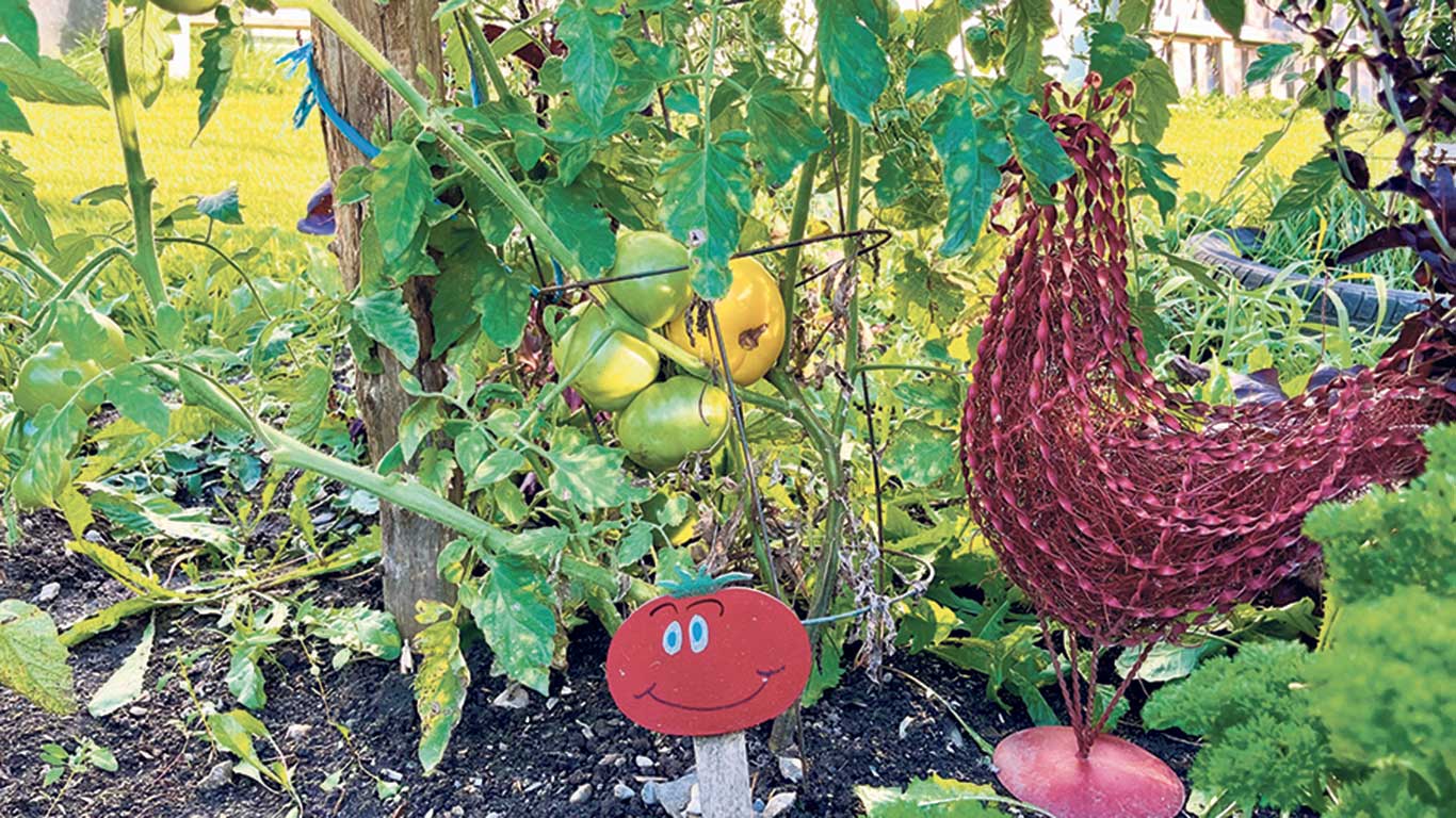 Thérèse la tomate embellit le jardin de la famille de James Côté à Saint-Romain. Photos : Gracieuseté d’Amélie Isabel