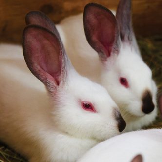 Depuis le 21 octobre, les éleveurs de lapins du Québec ont dû réduire leur production hebdomadaire de 15 % en raison d’une diminution de la demande sur le marché. Photo : Martin Ménard/Archives TCN