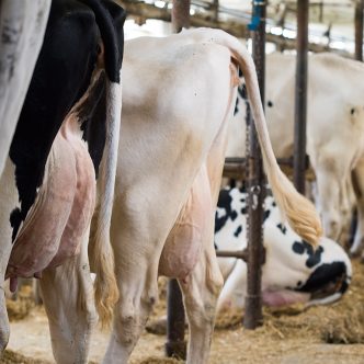 En affaiblissant le système immunitaire des animaux, les mycotoxines les rendent vulnérables aux infections secondaires, comme les mammites ou les problèmes digestifs et respiratoires. Photo : Martin Ménard/Archives TCN