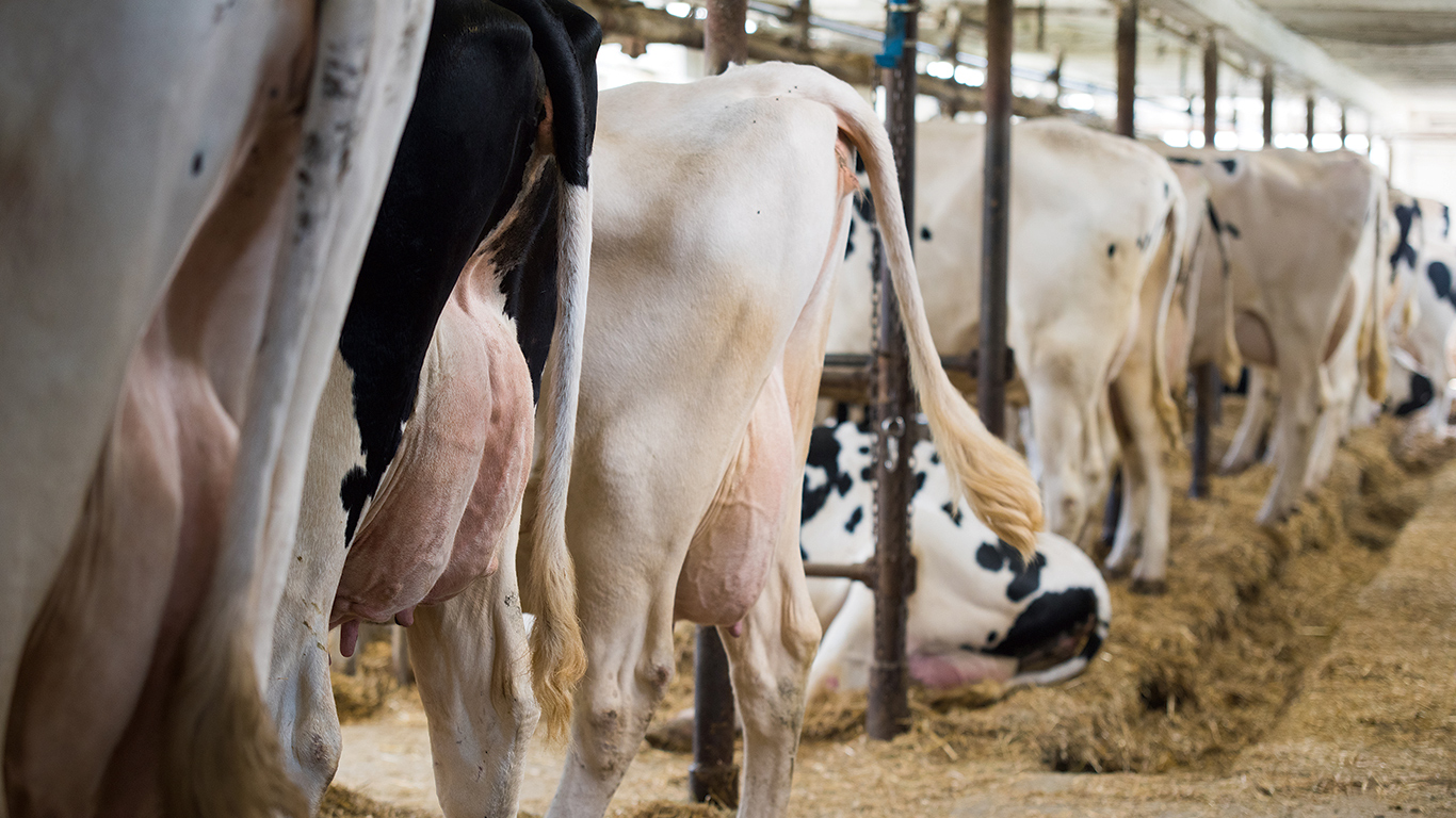 En affaiblissant le système immunitaire des animaux, les mycotoxines les rendent vulnérables aux infections secondaires, comme les mammites ou les problèmes digestifs et respiratoires. Photo : Martin Ménard/Archives TCN