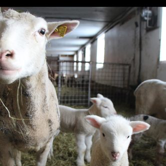 Les plus petites fermes ovines seraient désavantagées par le nouveau modèle des coûts de production servant au calcul de l’ASRA, estiment les Éleveurs d’ovins du Québec.