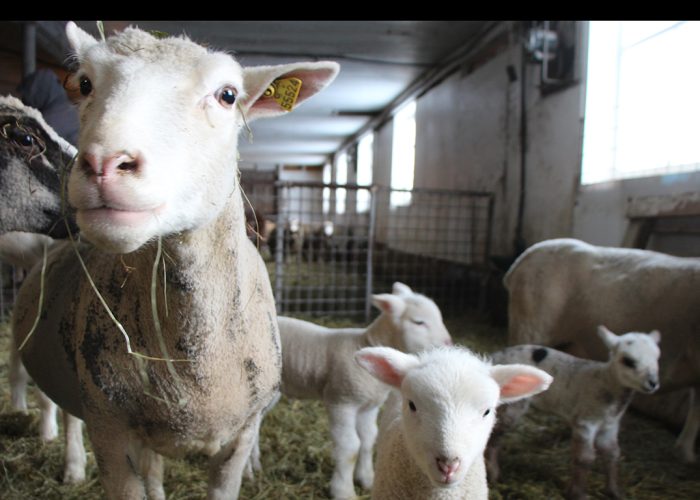 Les plus petites fermes ovines seraient désavantagées par le nouveau modèle des coûts de production servant au calcul de l’ASRA, estiment les Éleveurs d’ovins du Québec.