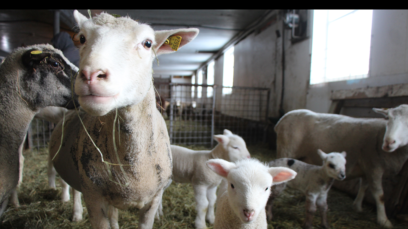 Les plus petites fermes ovines seraient désavantagées par le nouveau modèle des coûts de production servant au calcul de l’ASRA, estiment les Éleveurs d’ovins du Québec.