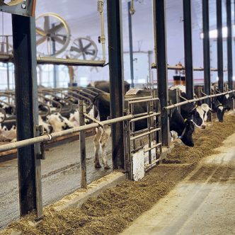 Parmi les principaux changements introduits par le Code, la liberté de mouvement des vaches est une exigence cruciale. Photo : Patricia Blackburn/Archives TCN