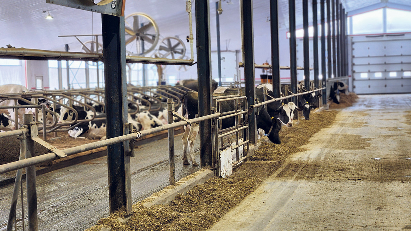 Parmi les principaux changements introduits par le Code, la liberté de mouvement des vaches est une exigence cruciale. Photo : Patricia Blackburn/Archives TCN