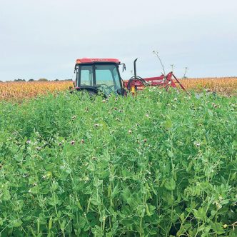 La hauteur des engrais verts était telle qu’elle atteignait le haut de la roue du tracteur de Renaud Péloquin. Photo : Gracieuseté de la Ferme de Ste-Victoire