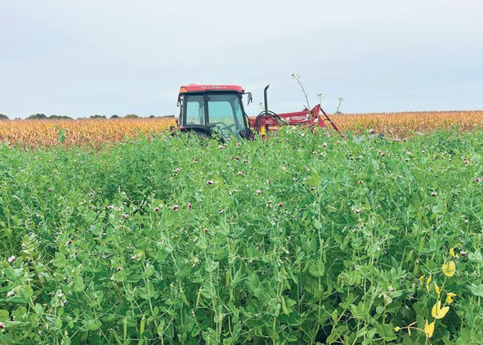 La hauteur des engrais verts était telle qu’elle atteignait le haut de la roue du tracteur de Renaud Péloquin. Photo : Gracieuseté de la Ferme de Ste-Victoire