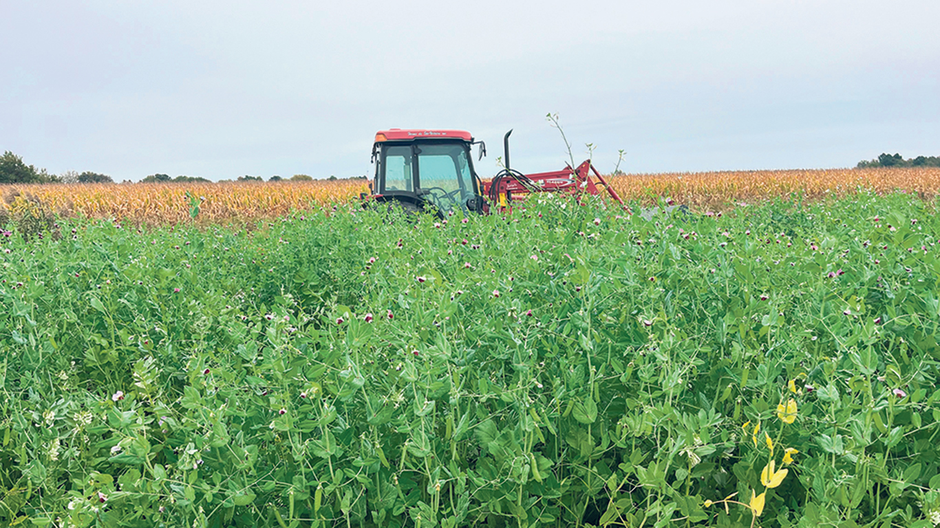 La hauteur des engrais verts était telle qu’elle atteignait le haut de la roue du tracteur de Renaud Péloquin. Photo : Gracieuseté de la Ferme de Ste-Victoire