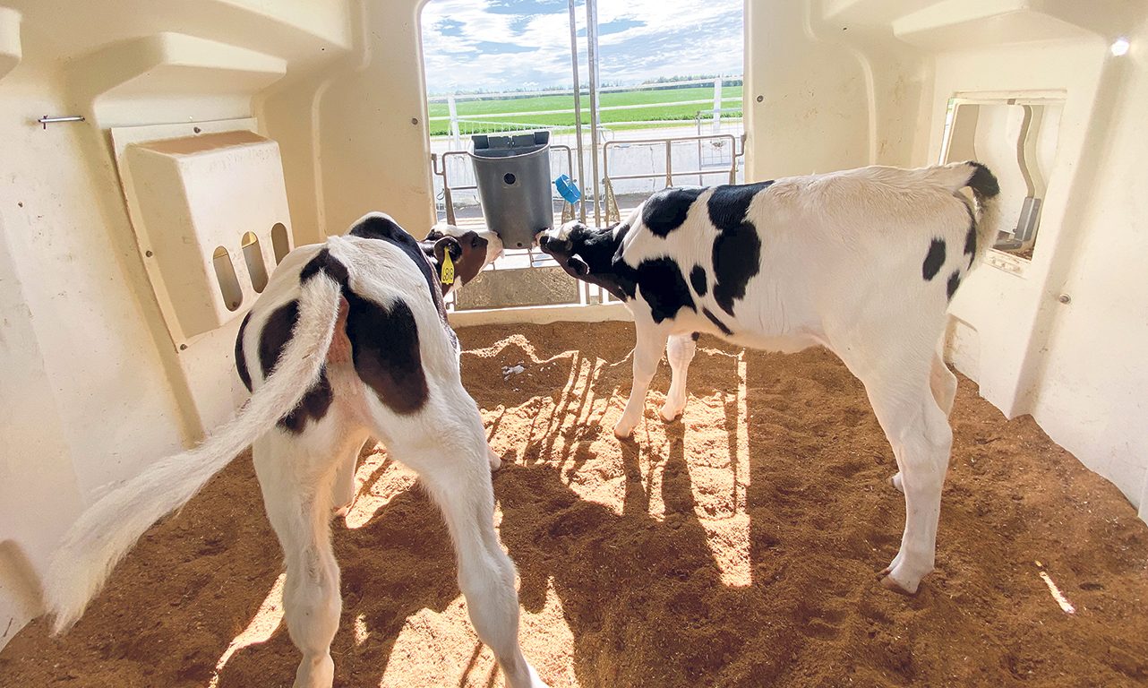 Une nouvelle tendance se dessine : l’utilisation d’étables froides ou simplement recouvertes d’un toit pour l'élevage des veaux. Photos : Gracieuseté d’Agriclé