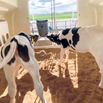 Une nouvelle tendance se dessine : l’utilisation d’étables froides ou simplement recouvertes d’un toit pour l'élevage des veaux. Photos : Gracieuseté d’Agriclé