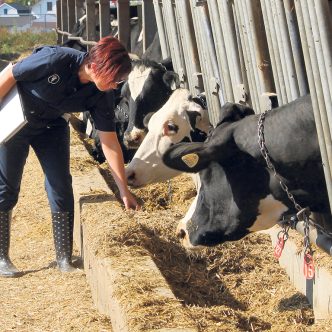 Une spécialiste examine l’alimentation afin de s’assurer du bien-être des vaches laitières. Photo : Gracieuseté de l’Association des médecins vétérinaires praticiens du Québec