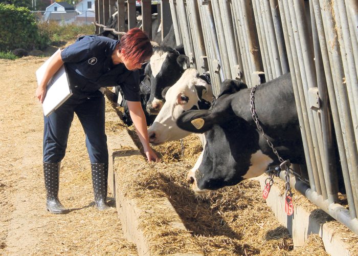 Une spécialiste examine l’alimentation afin de s’assurer du bien-être des vaches laitières. Photo : Gracieuseté de l’Association des médecins vétérinaires praticiens du Québec