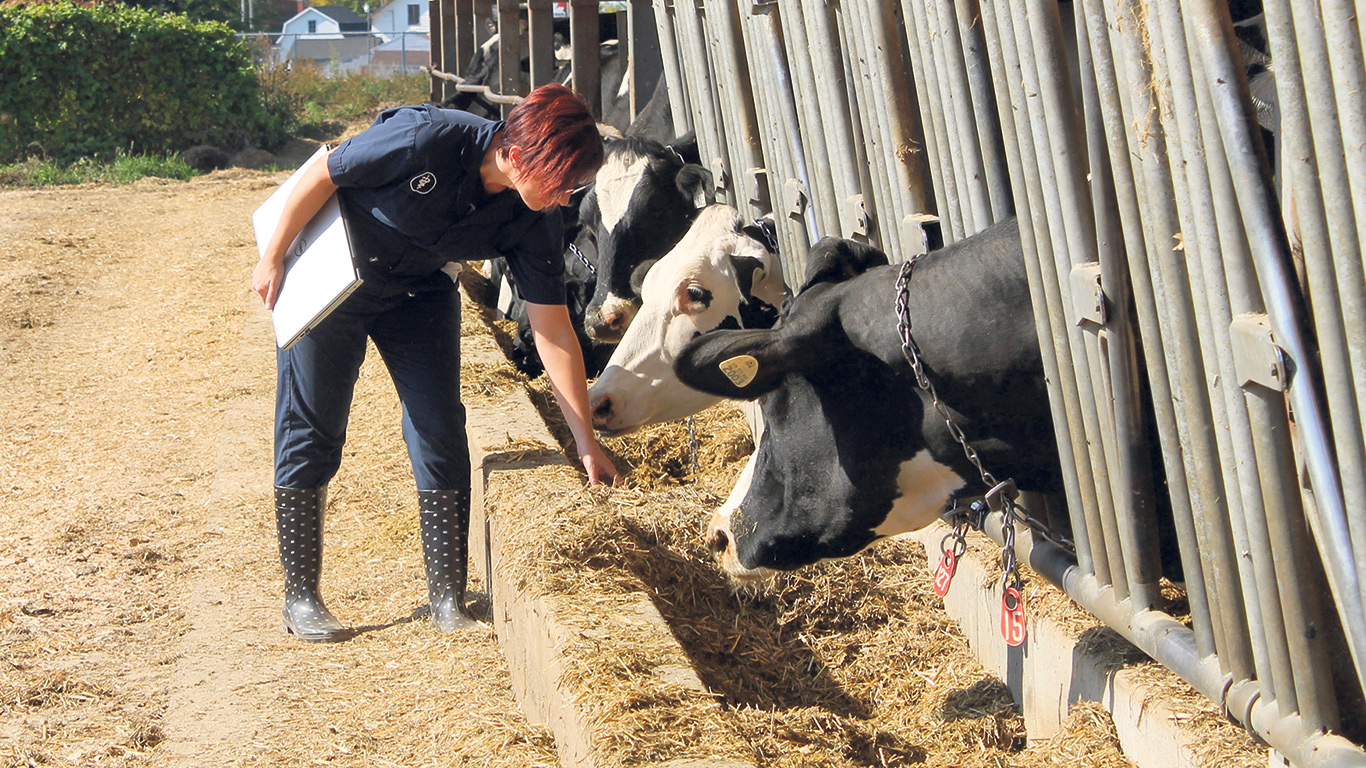 Une spécialiste examine l’alimentation afin de s’assurer du bien-être des vaches laitières. Photo : Gracieuseté de l’Association des médecins vétérinaires praticiens du Québec