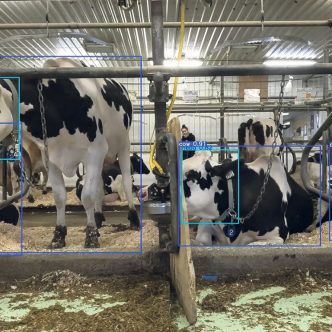 Les caméras analysent les mouvements de chaque vache, dont certains, même très subtils, peuvent témoigner d’un mal-être psychologique ou physique. Photos : Gracieuseté de la Chaire de recherche-innovation en bien-être animal et intelligence artificielle