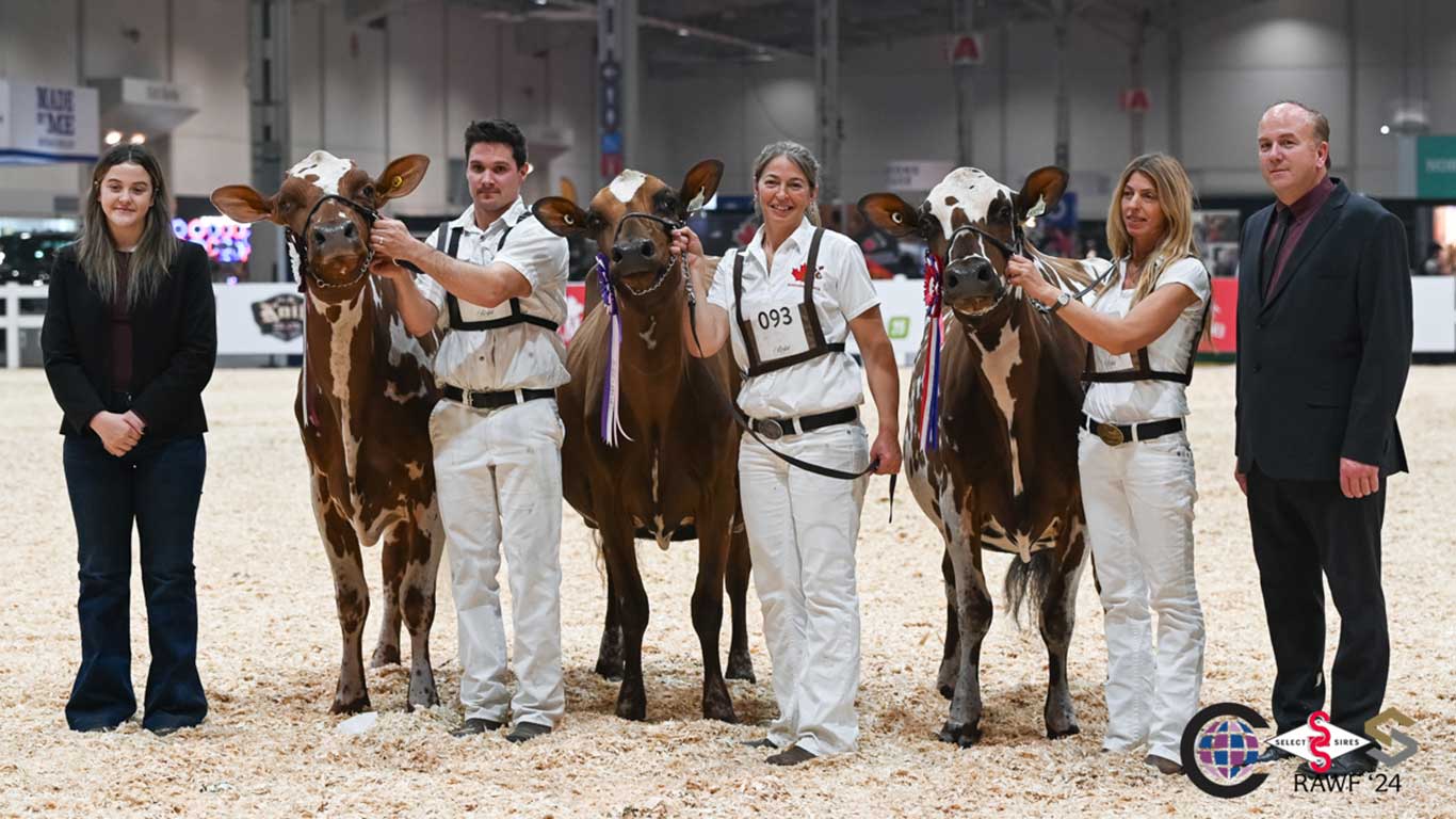 Les vaches Joy et Montana, qui appartiennent aux sœurs Bianca (au centre) et Vicky Foley (à droite), ont été sacrées grandes championnes, à la Royale de Toronto pour la race Ayrshire. La vache Phoebe, de la ferme Lookout Holsteins, en Estrie, complète le trio gagnant pour la race. Photo : Cowsmopolitan