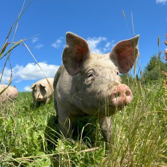 C’est en août 2023 que duBreton a déposé devant la Régie une demande d’exclusion au Plan conjoint des producteurs de porcs du Québec. Son président, Vincent Breton, estime que la structure actuelle est trop « rigide et contraignante » pour les éleveurs indépendants qui développent des marchés différents que le porc de commodité. Photo : Facebook/duBreton